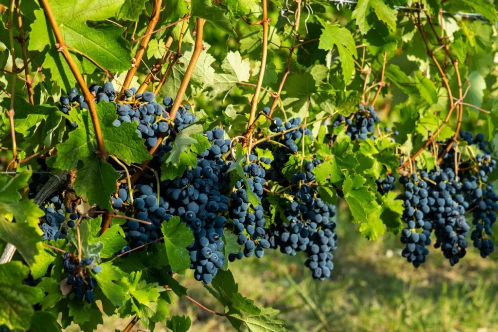 Ripe Barbera on the vine before harvest