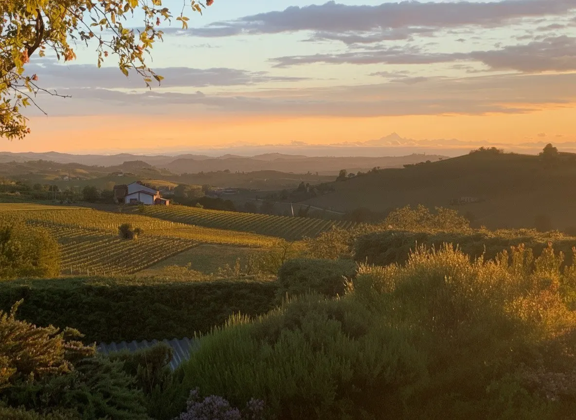 Blick über die Rebberge des Monferrato bei Sonnenuntergang